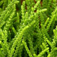 La hermosa suculenta de fácil cuidado que parece un alga y florece en otoño e invierno
