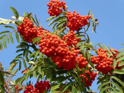 Con sus flores, el serbal del cazador pinta el paisaje patagónico también en primavera