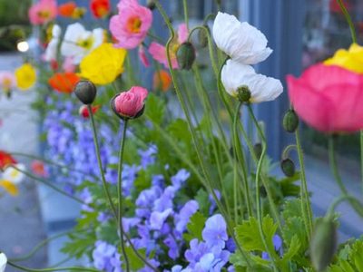La bellísima planta de exterior de fácil cuidado y hermosas flores que embellece cualquier parte de tu jardín