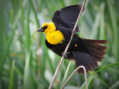 Develaron qué fue lo que hizo que se desplomara una bandada de pájaros en México