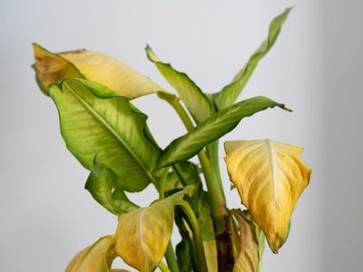 De forma natural y gratis: el truco de las abuelas para evitar que tus plantas luzcan amarillas