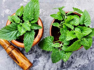 La hermosa planta con nombre de mujer que podés cultivar en maceta y que es una poderosa aliada de tu salud