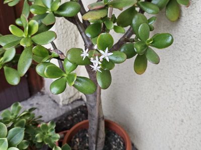 El secreto viverista para curar tu Árbol de Jade si el tallo queda sin hojas y está cada vez más vulnerable
