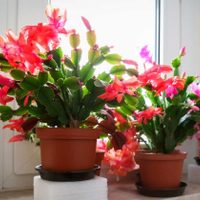 Embellecen tu jardín: 5 suculentas que aman la sombra y que son muy fáciles de cuidar