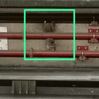 Cacomixtle vive en la Línea 7 del Metro; lo buscan para evitar que se electrocute