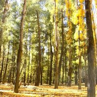 Bosque Comunal: un lugar mágico en Zapala
