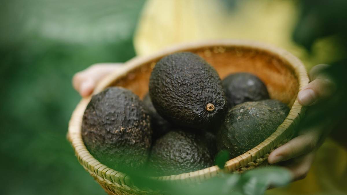 Consigue aguacates XXL con estos consejos