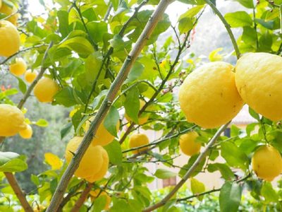Con 1 zanahoria: la mejor forma de propagar tu limonero con este secreto de los jardineros que no falla