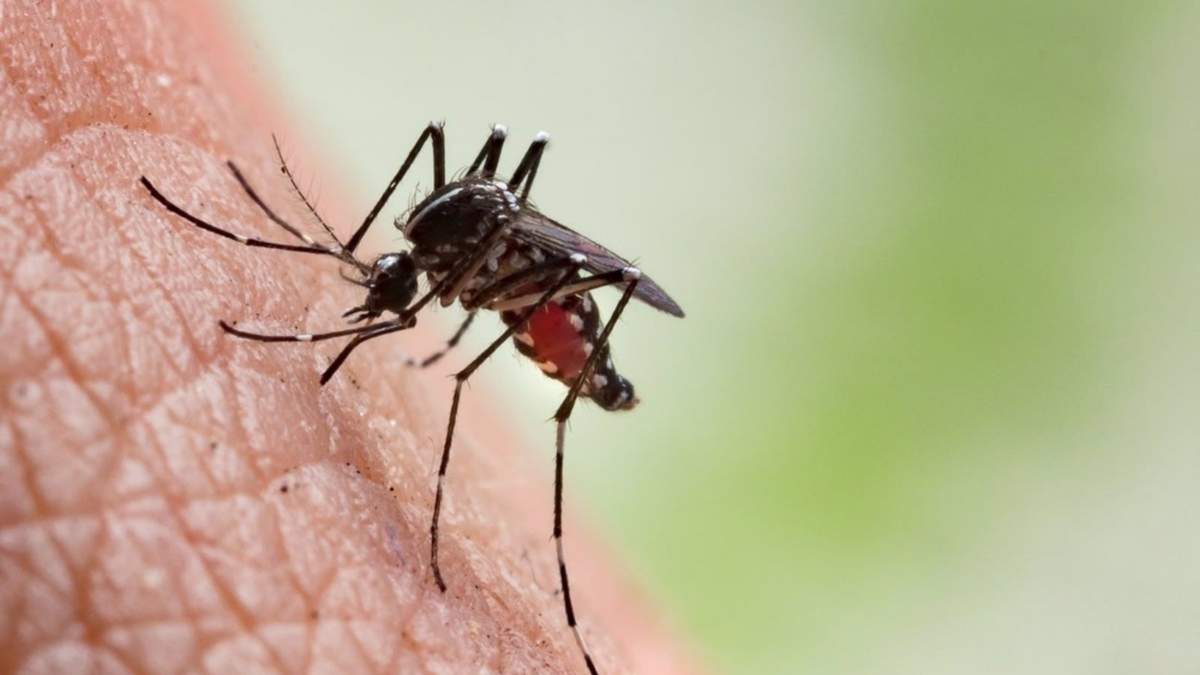 Dengue