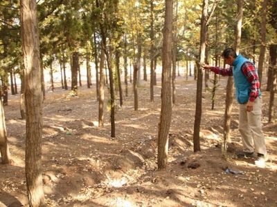 Plan de Ordenamiento en el Bosque Comunal de Zapala