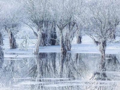 Conoce las imágenes ganadoras del Premio al Fotógrafo de Vida Silvestre