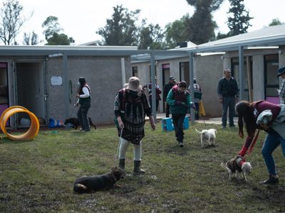 Refugios de animales en la CDMX: regulación sin apoyo real del Estado a rescatistas