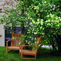 3 árboles con colores hermosos que son ideales para espacios pequeños