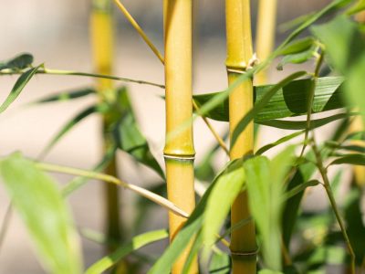 Según el Feng Shui, la planta de agua que tenés que tener en tu oficina para atraer abundancia y buena suerte