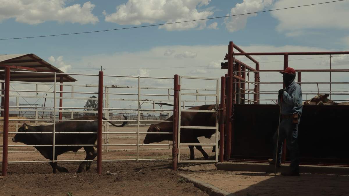Reportan primer caso de gusano barrenador en Zacatecas