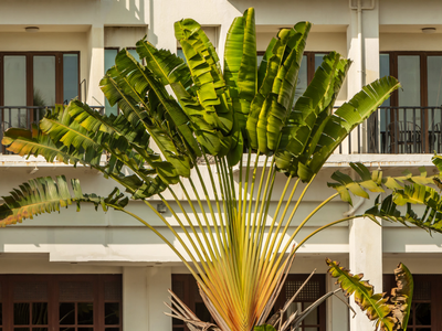 Las 5 plantas perfectas para que las madres tengan en casa, porque atraen la mejor energía