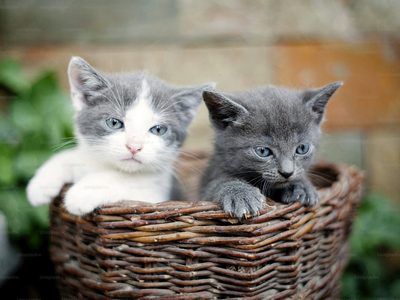 Día Internacional del Gato: desde Nicole Neumann hasta Jey Mammón, los famosos que más aman a los michis