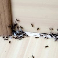 Trucos sencillos e infalibles para eliminar las hormigas de nuestro hogar de forma definitiva