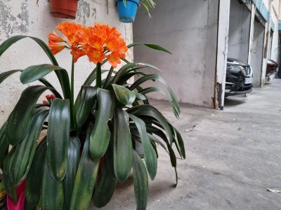 Los trucos caseros para que tu clivia se llene de flores naranja