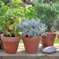 5 plantas que ahuyentan los insectos de tu hogar: dónde colocarlas