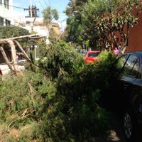 Ventarrones azotan la CDMX: 60 árboles y ramas caídos y siete lonas retiradas