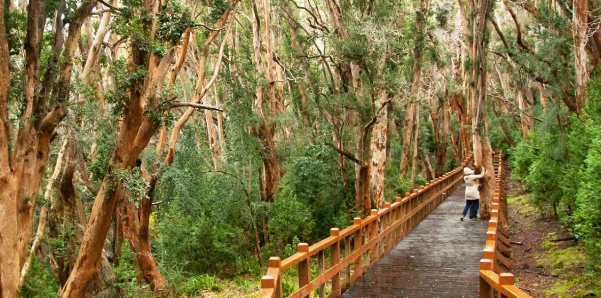 Cerraron el Parque Nacional Los Arrayanes por la alerta climática. Fuente: (Instagram)