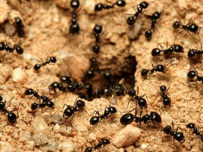 ¿Cuántas hormigas hay en la Tierra?