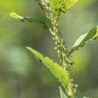 No lo vas a creer: la receta milagrosa para combatir las plagas de tus plantas en tiempo récord
