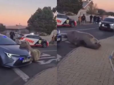 Elefante marino aparece deambulando por una calle de Sudáfrica