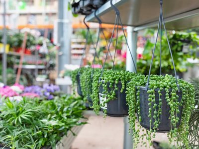 Suculentas: secretos para que la planta rosario tenga flores en todas las estaciones