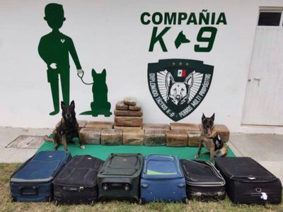 130 kilos de marihuana fueron decomisados en la central de autobuses de Veracruz