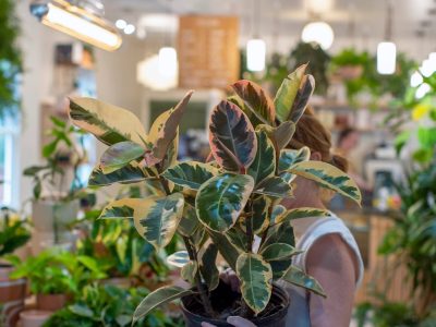 El secreto de los viveristas para reproducir tu planta Ficus elástica en tiempo récord y sin usar químicos caros