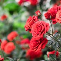 El truco de los jardineros para que las Rosas florezcan todo el año