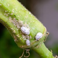Adiós cochinillas: el truco natural para eliminarlas que cuida tus plantas y tu bolsillo al mismo tiempo