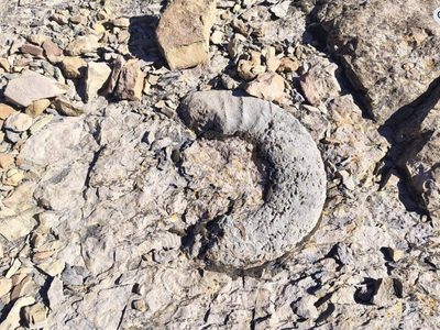 Hallaron en Chos Malal un yacimiento con amonites gigantes y miles de fósiles marinos