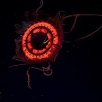 La deslumbrante medusa roja que no había sido registrada jamás