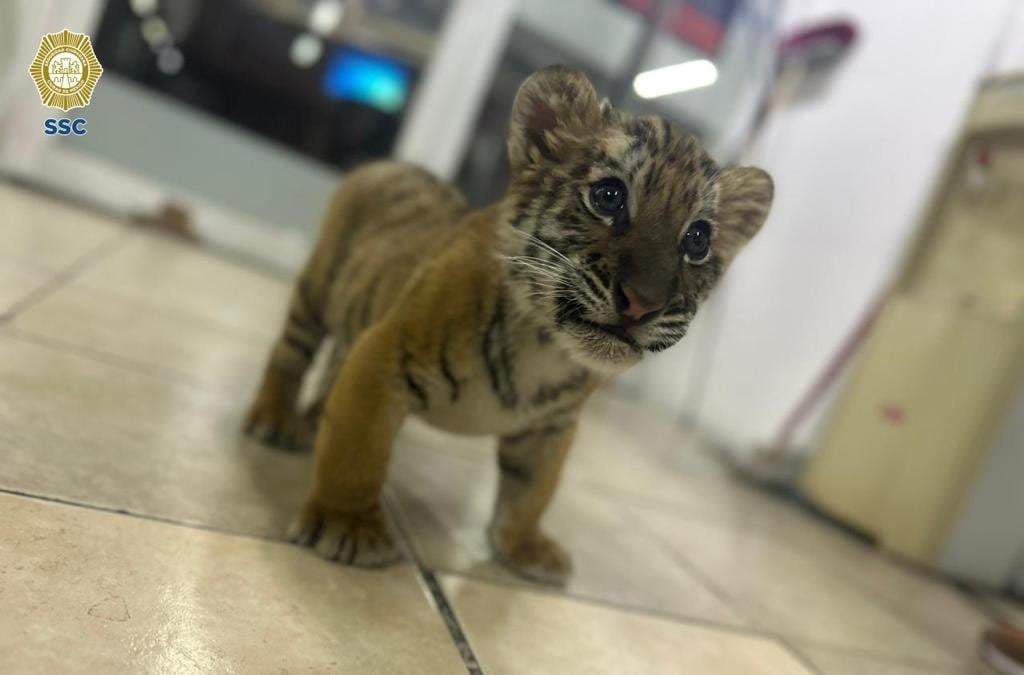 El tigre bebé