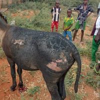 Carreta tirada por dos burros explota y causa muerte de un policía