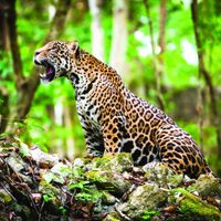 Macabra práctica: obligan a jaguares a nadar encadenados para que los visitantes se saquen fotos