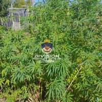 La Policía demoró a tres personas y secuestró plantas de cannabis sativa en San Patricio del Chañar