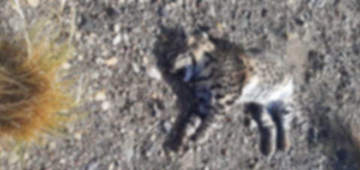 El gato montes hallado tras ser atropellado. Fuente: (Parque Nacional Lanin)