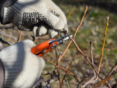 Se demanda mano de obra para la poda de frutales en Cipolletti
