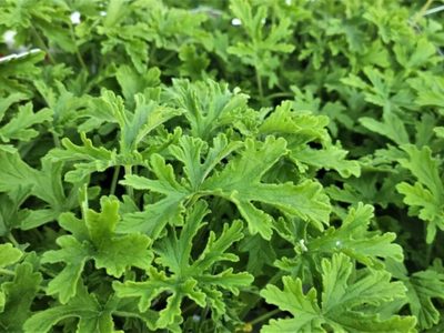 La bella planta aromática que tenés que tener en casa porque repele los mosquitos y es de muy fácil cuidado