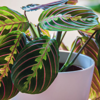 La hermosa planta de interior que se mueve en busca de la luz y que es una verdadera joya