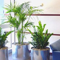 Conocé esta exótica y rozagante palmera que podés sembrar en tu jardín en primavera-verano