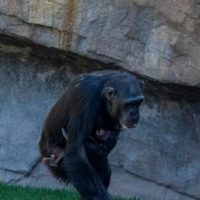Después de siete meses de duelo la chimpancé Natalia soltó el cadáver de su bebé fallecido
