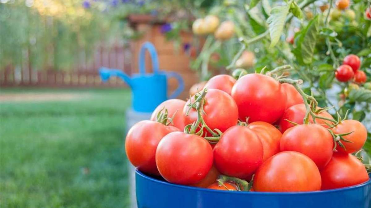 Tomates. Fuente: (Instagram).