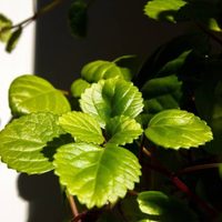 Con solo 3 ingredientes, la mezcla infalible para que tus plantas tengan las hojas más hermosas y sanas