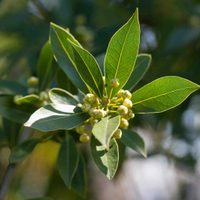 Con 1 planta que muchos tienen en su jardín, mirá cómo hacer el mejor limpiador de suelos y un exquisito ambientador
