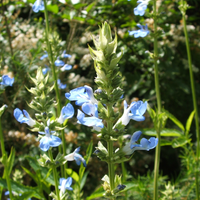 Atención, principiantes: la Salvia que florece en otoño, resiste el frío y casi no necesita cuidados